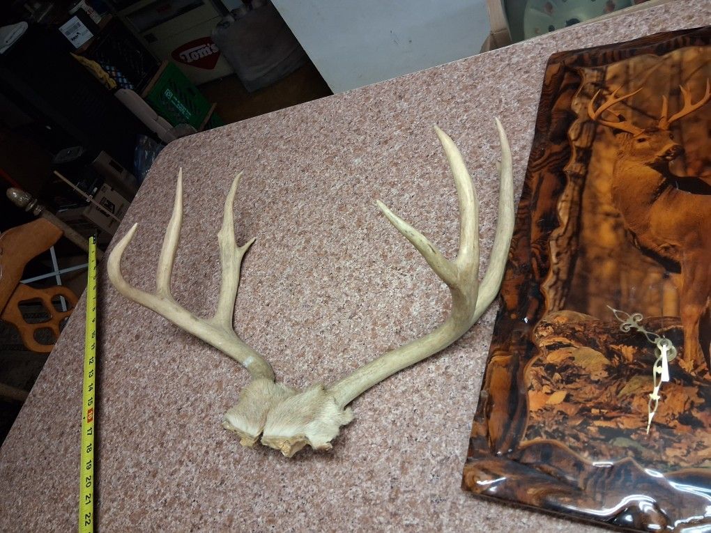 Deer mounted on wood polyurethane clock and antlers.