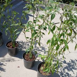 Chiles de Arbol๐๐๐๐ฟ๐ฟ๐ถ๐ถ๐ฅ๐ฅ๐ฅ