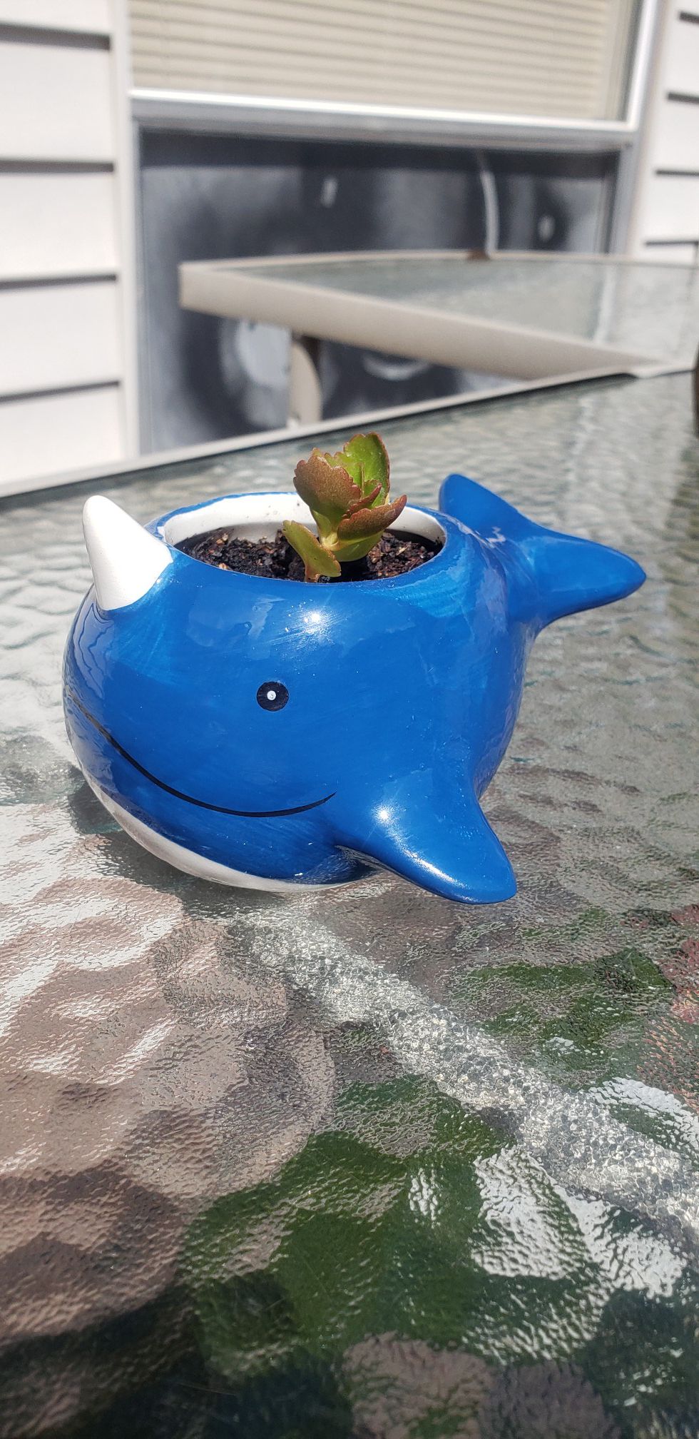 FLAMING KATY KALANCHOE PLANT IN A NARWHAL POT