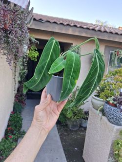 Anthurium Warocqueanum "The QUEEN " Plant $48
