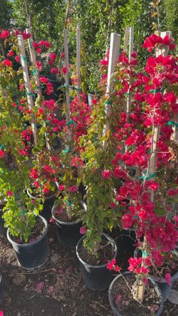 Bougainvillea