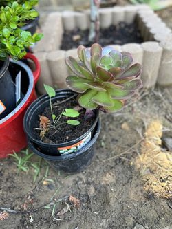 One Large Flower Succulent 