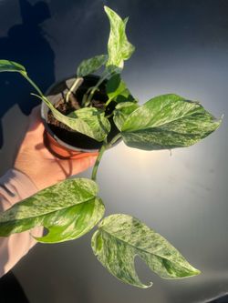 Rare 4” pot plant 🌱 , rooted ,$10 cash, no trade, pick up only