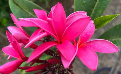 Large Cerise Plumeria With Flowers