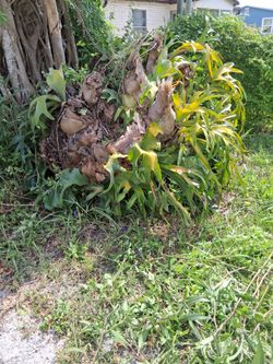 Staghorn fern