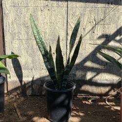 Snake Plant