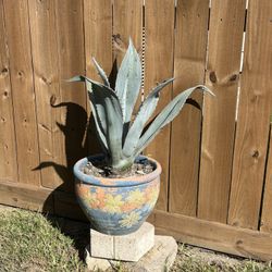 Agave Americana 
