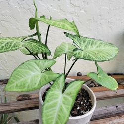 Arrowhead Plant In Pot 