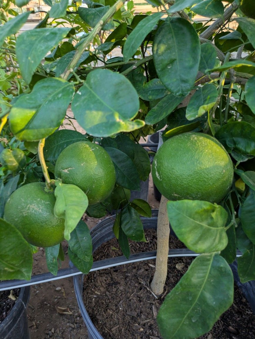 $275 Each Citrus Trees 25gal