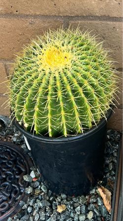 Big  Cactus plant