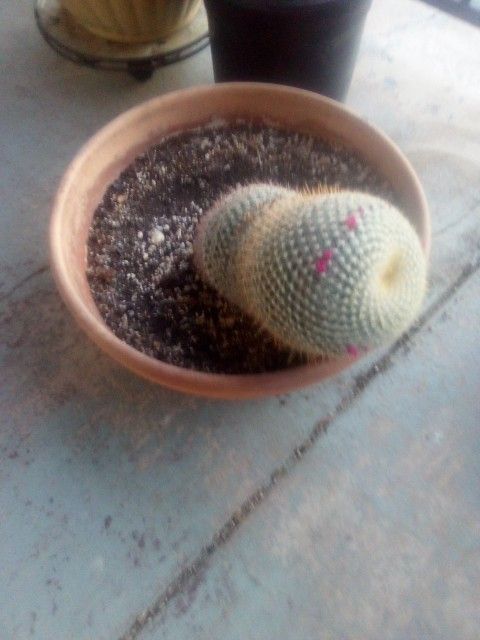20 In Mannasalaria Cactus In Terracotta Pot