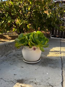 Succulent