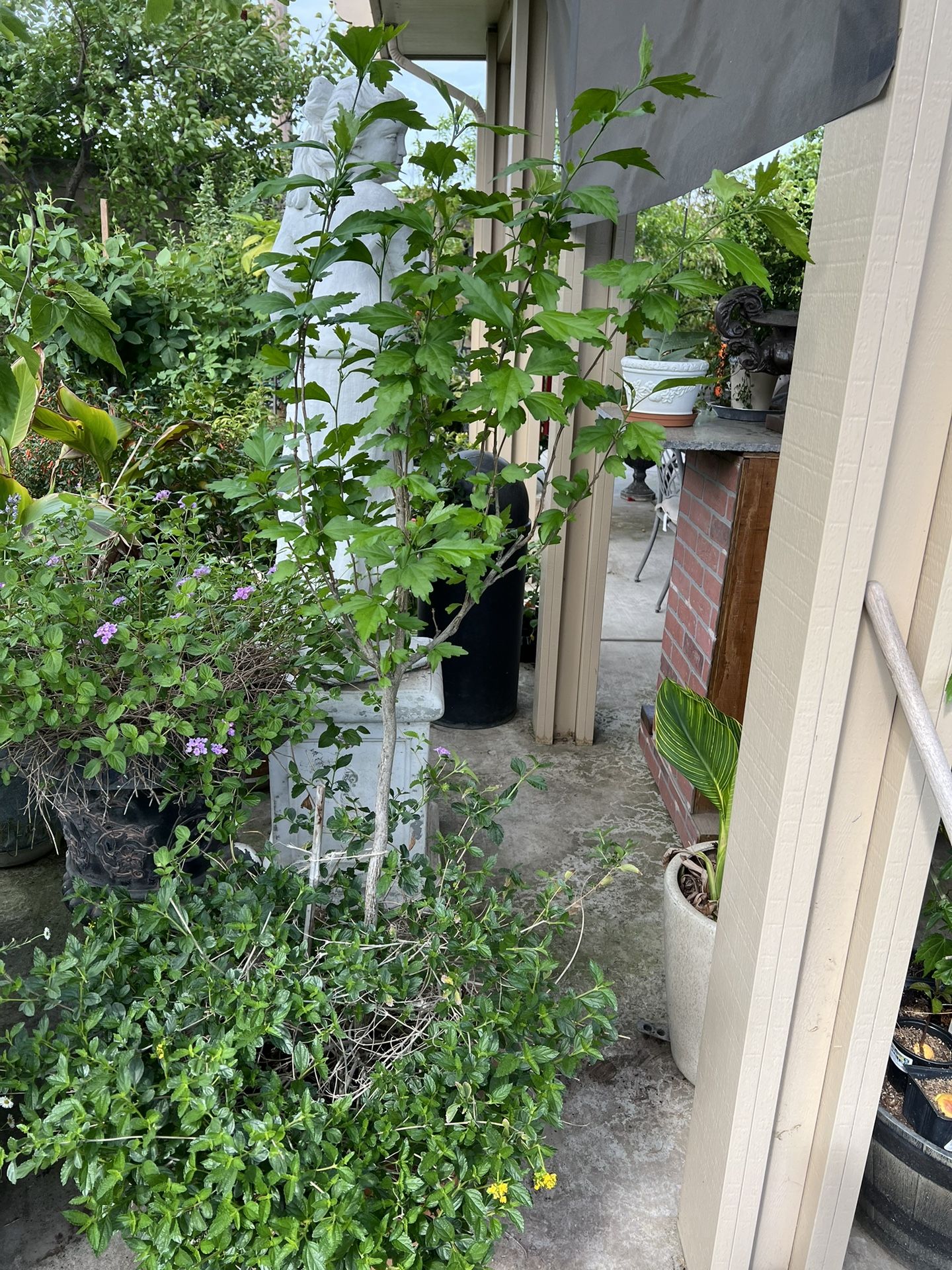 Large 5ft Rose Of Sharon Topiary With Yellow Lantana Plant In Large Terraqotta Pot