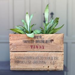 Vintage Brazil Nuts Wooden Crate Flower Plant Planter Box Logo Printed Shelled