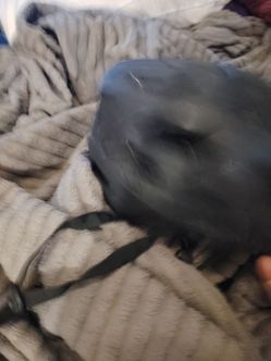 bike helmet