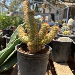 Cactus For Sale
