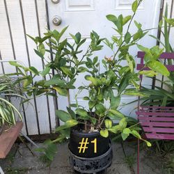 Seedless Lime Tree $40