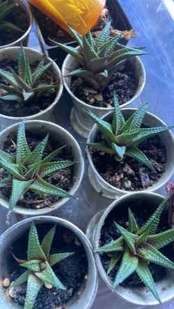 Zebra plant