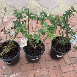 3x Large Pink Roses/$25 Each Firm/Lakeside