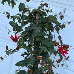 Red Passion Flower Vine Blooming Plant, In 5 Gallons Pot Pick Up Only