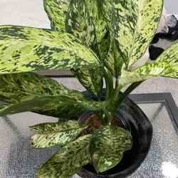 dumb cane  alive plant 