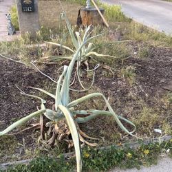 FREE 2 GIANT AGAVE -Curb Alert ( PHX -Arcadia Area)-