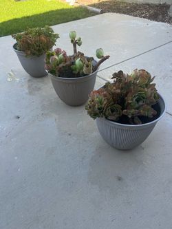 Plants Each one $15