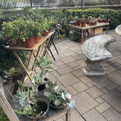 Plants Sale! 50 Plants! 🪻🪴🌵