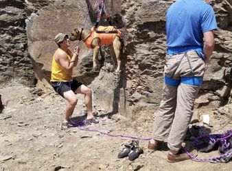 Rescue Dog Harness - Large 