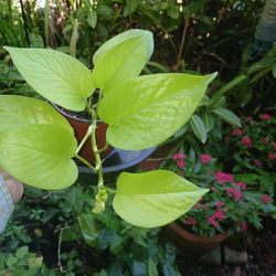 Neon Pothos Houseplant