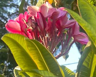 Pink Plumeria