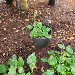 Three large Hastas $15 ea. 
Plants, flowers Plantain Lily