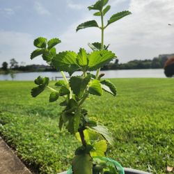 Cuban Oregano Plant 