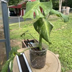 Monstera Thai Constellation Plant 
