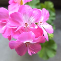 Pink Geranium Starter Plant