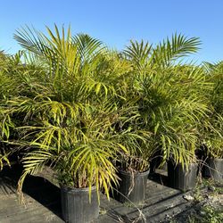 Areca Palms 3 Gal 
