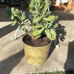 Beautiful Succulent Tree