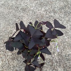 Purple Shamrock Plant 