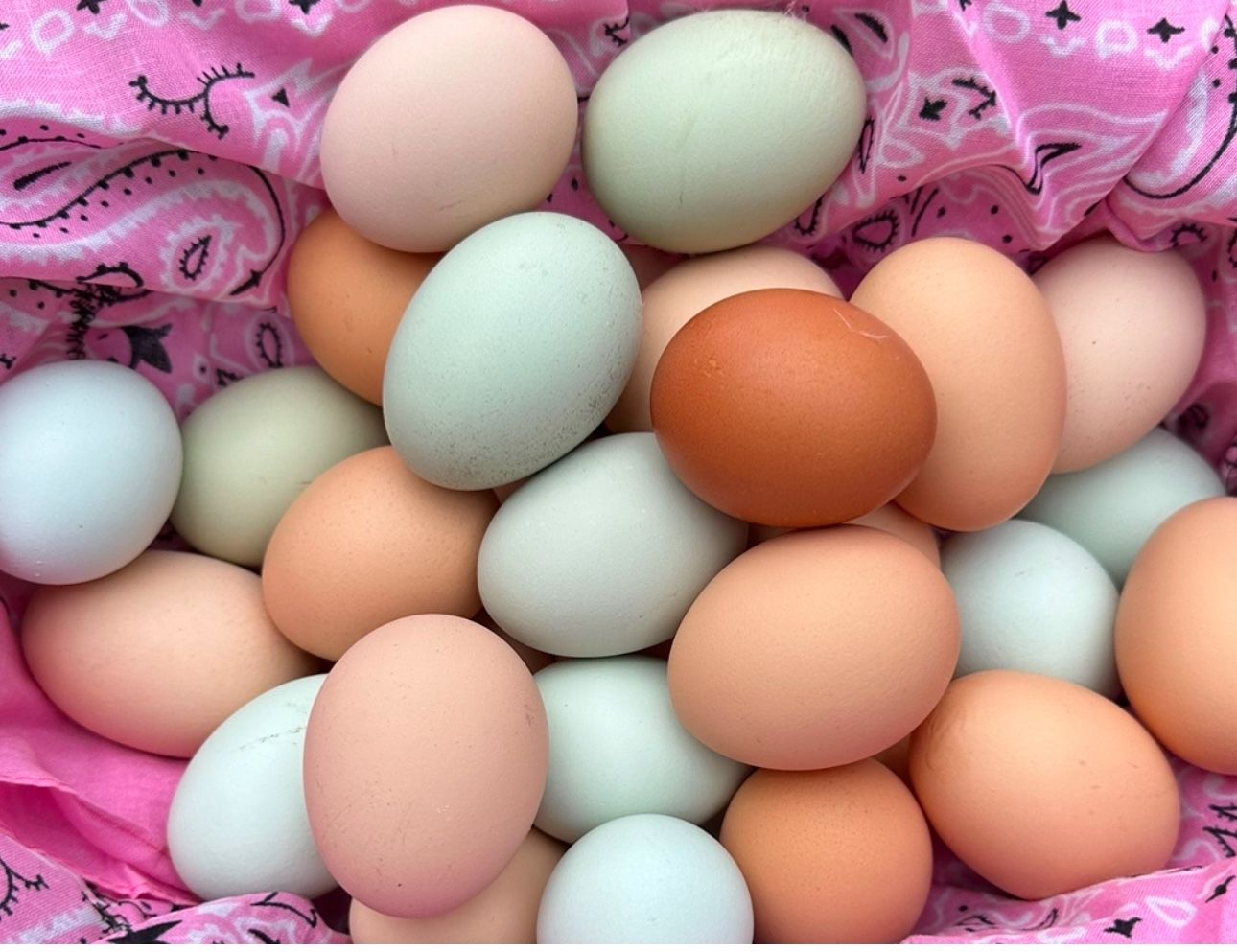 Organic Farm fresh, HERB FED Free range eggs straight from our chickens to you