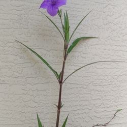 Plant Sale About 1 Ft Tall