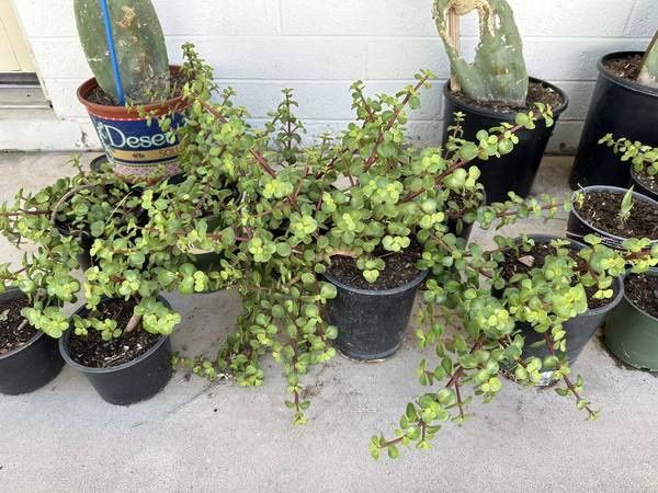 Very Healthy Succulent Elephant Food Bush Plants In 1 Gallon Planters