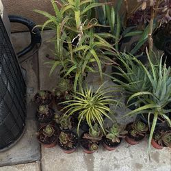 Natural Cactus And Succulents Any Offers Only $ 123 SW area