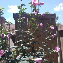 Rose Of Sharon Plants Also Seedls  And saplings 