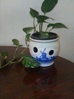 House plant