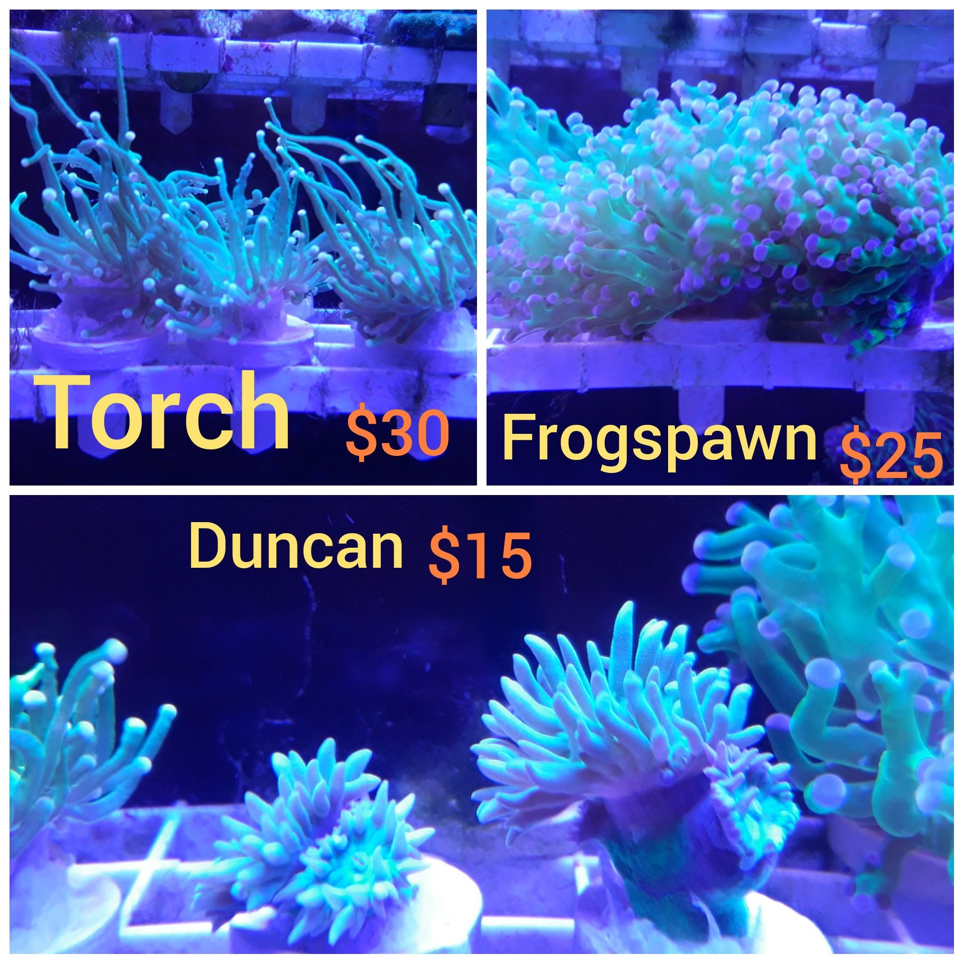 Sps, Lps coral frags ((((((cash app))))))