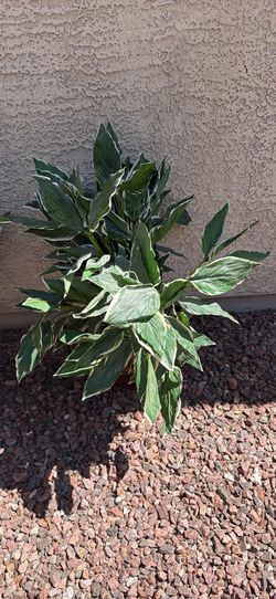 Artificial plants