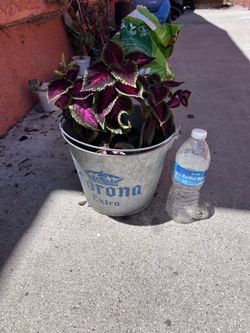 Coleus plant healthy