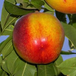 Grafted   Nectarine, Pear, Apricot, Apple, Avocado, Cherry, Peach, Guava, Plum   Trees