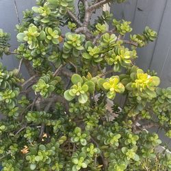 Jade Plant