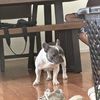 Mel